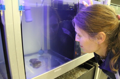 Forscht im ZAF an der Zucht von Schwämmen in der Aquakultur: die Biologin Dr. Melanie Schiffer-Harms. | © Helmut Stapel Meeresschutz im Aquarium | © Helmut Stapel