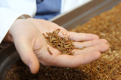 Mehlwürmer als Alternative für Tierfutter | © Insektenprojekt der Hochschule Bremerhaven Mehlwürmer als Alternative für Tierfutter | © Insektenprojekt der Hochschule Bremerhaven